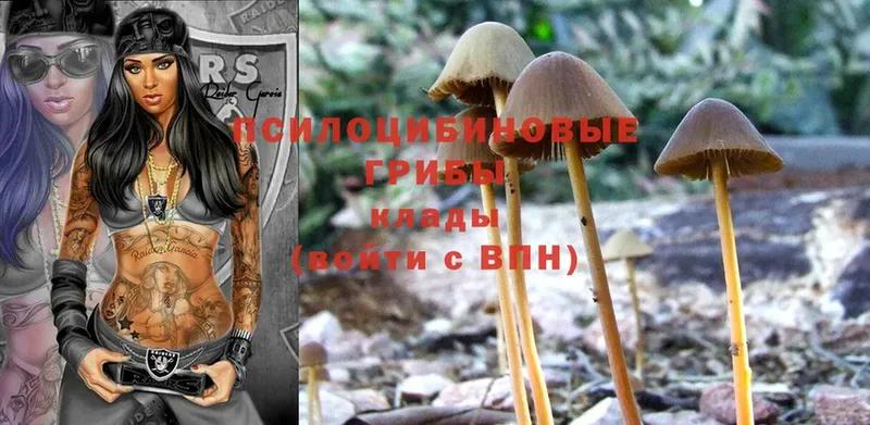 Псилоцибиновые грибы Psilocybe  Адыгейск 